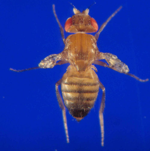 Drosophila Melanogaster